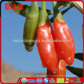 Goji-Beere Import goji Beeren ningxia goji des biologischen Lebensmittels appetitanregend